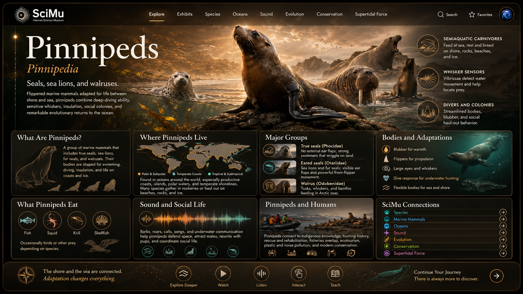 Future interface concept for the SciMu Pinnipeds page.